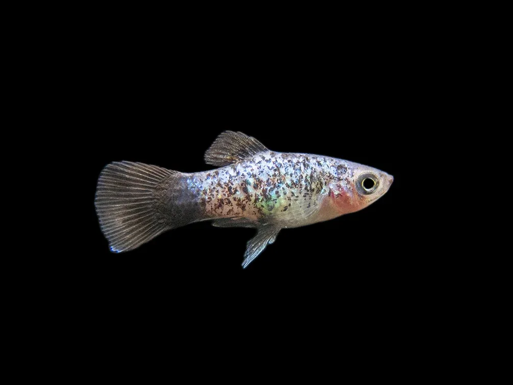 Blue Neon Wag Platy (Xiphophorus maculatus), Tank-Bred