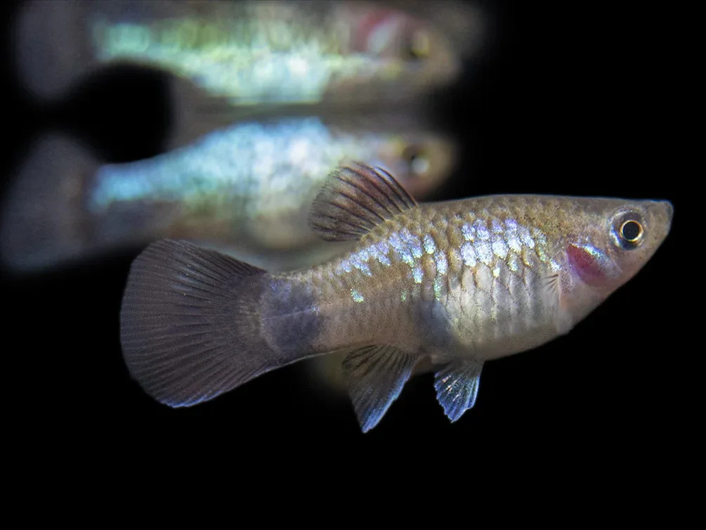 Blue Neon Wag Platy (Xiphophorus maculatus), Tank-Bred - Image 2