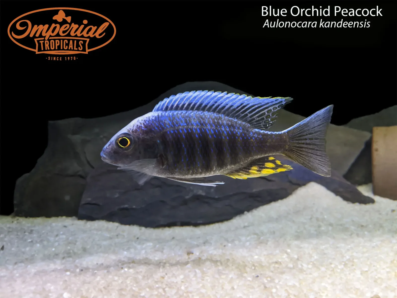 Blue Orchid Peacock (Aulonocara kandeensis)