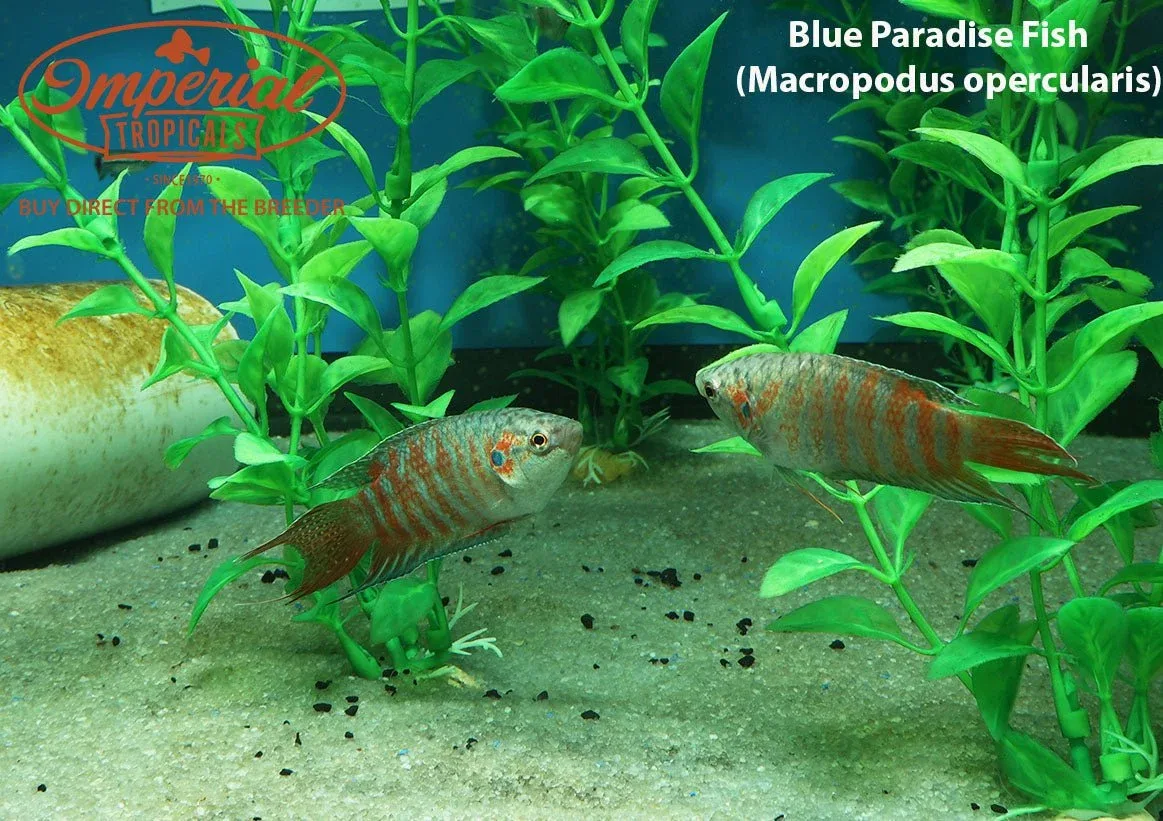 Blue Paradise Gourami (Macropodus opercularis) - Image 2