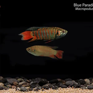 Blue Paradise Gourami (Macropodus opercularis)