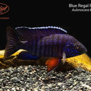 Blue Regal Peacock (Aulonocara koningsi)