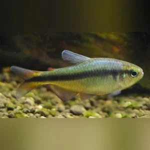 Blue Ribbon Tetra
