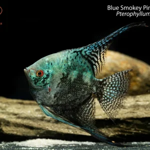 Blue Smokey Pinoy Angelfish (Pterophyllum scalare)
