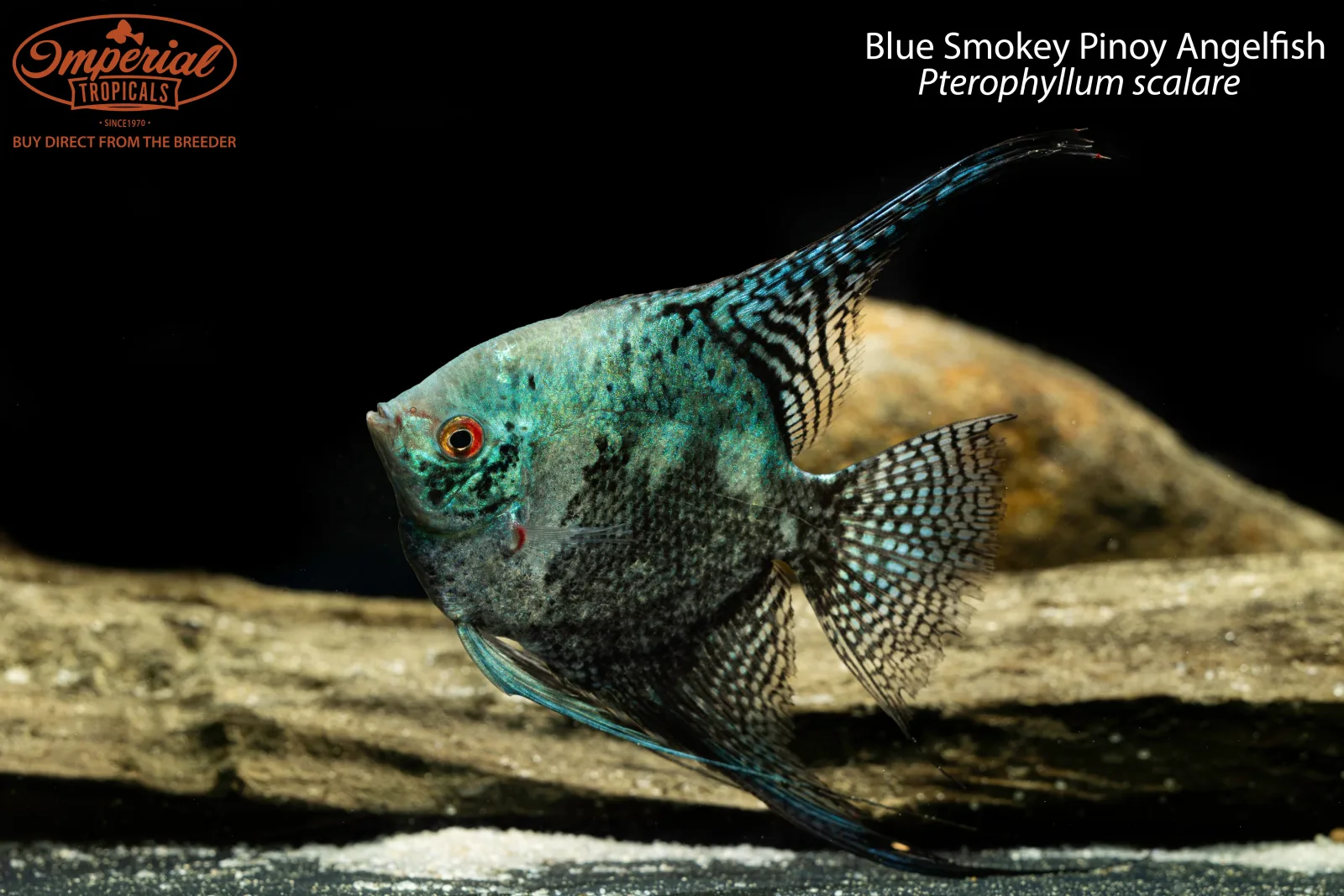 Blue Smokey Pinoy Angelfish (Pterophyllum scalare)