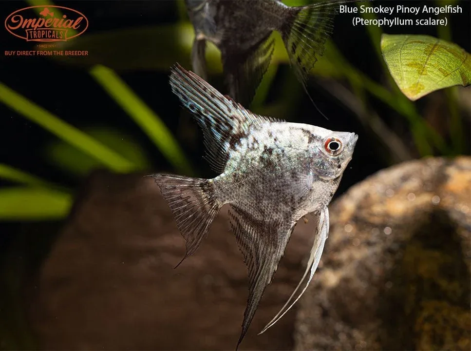 Blue Smokey Pinoy Angelfish (Pterophyllum scalare) - Image 2