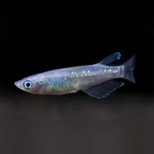 Blue Speckled Ricefish Click to expand Blue Speckled Ricefish Blue Speckled Ricefish