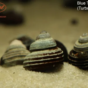 Blue Turbo Snail (Celetaia persculpta)