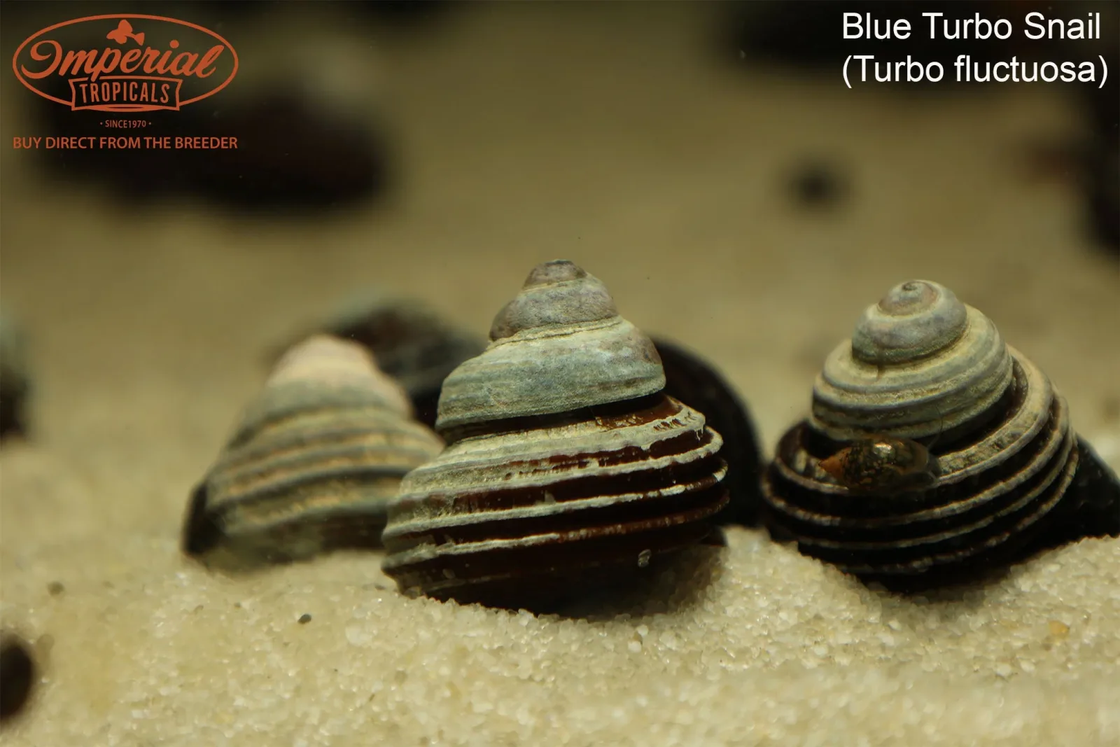 Blue Turbo Snail (Celetaia persculpta)