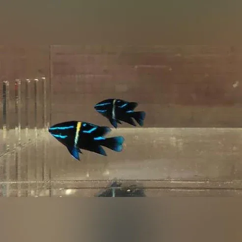 Blue Velvet Damselfish - Image 2