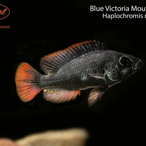 Blue Victoria Mouthbrooder (Haplochromis nubilus)