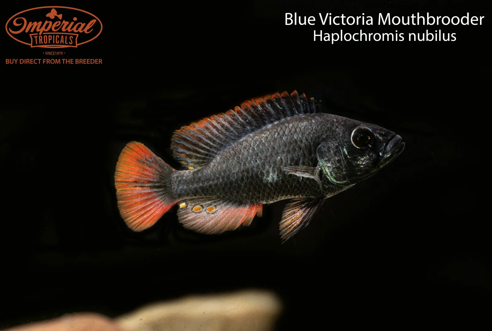 Blue Victoria Mouthbrooder (Haplochromis nubilus)