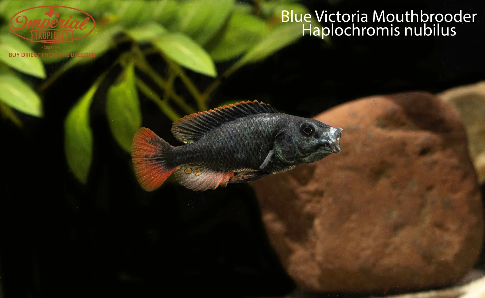 Blue Victoria Mouthbrooder (Haplochromis nubilus) - Image 2