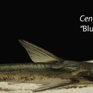 Blue Whale Woodcat (Centromochlus heckelii)