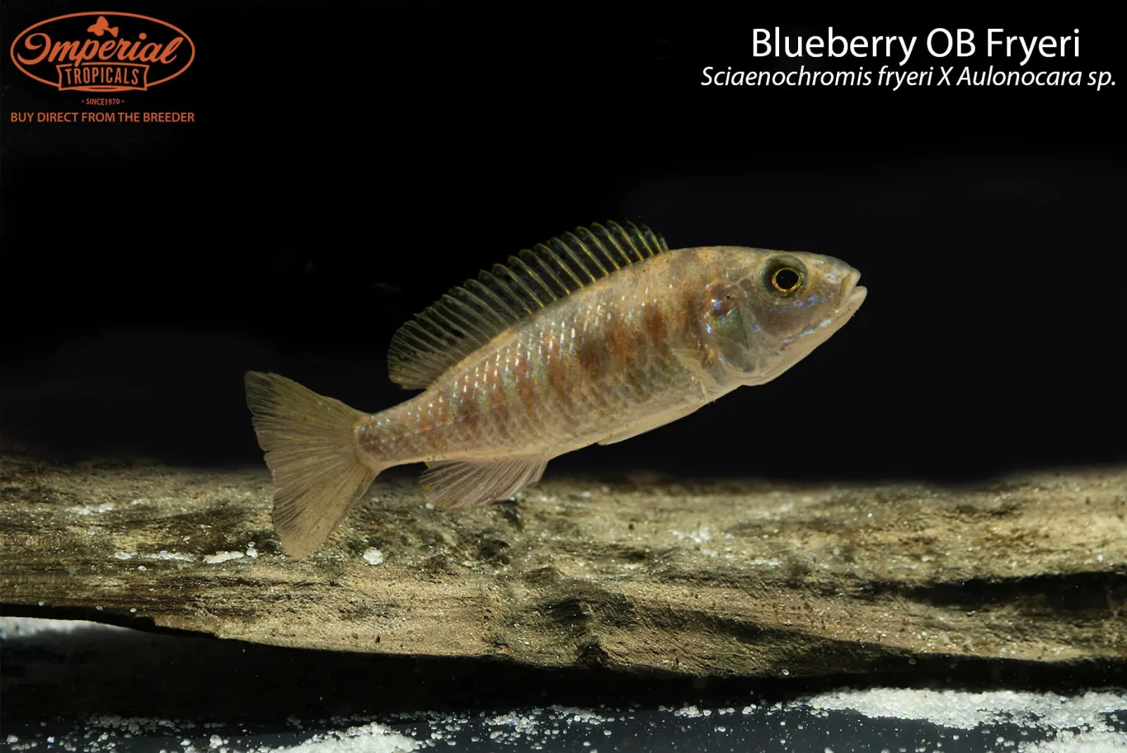 Blueberry OB Fryeri (Sciaenochromis fryeri X Aulonocara sp.) - Image 2