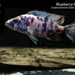 Blueberry OB Fryeri (Sciaenochromis fryeri X Aulonocara sp.)