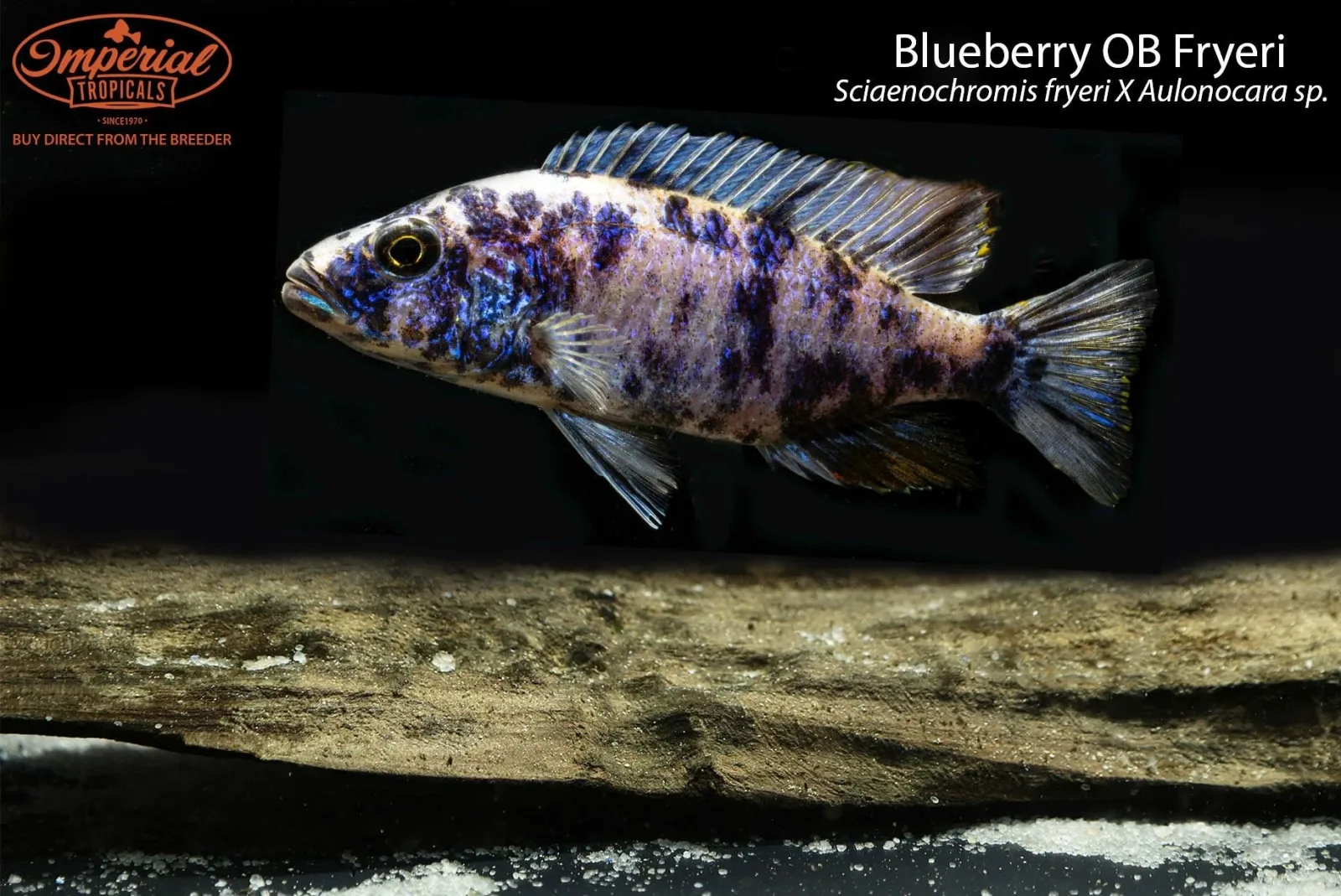 Blueberry OB Fryeri (Sciaenochromis fryeri X Aulonocara sp.)