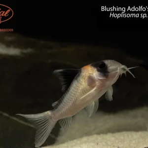 Blushing Adolfo's Hoplisoma (Hoplisoma sp. (C121))