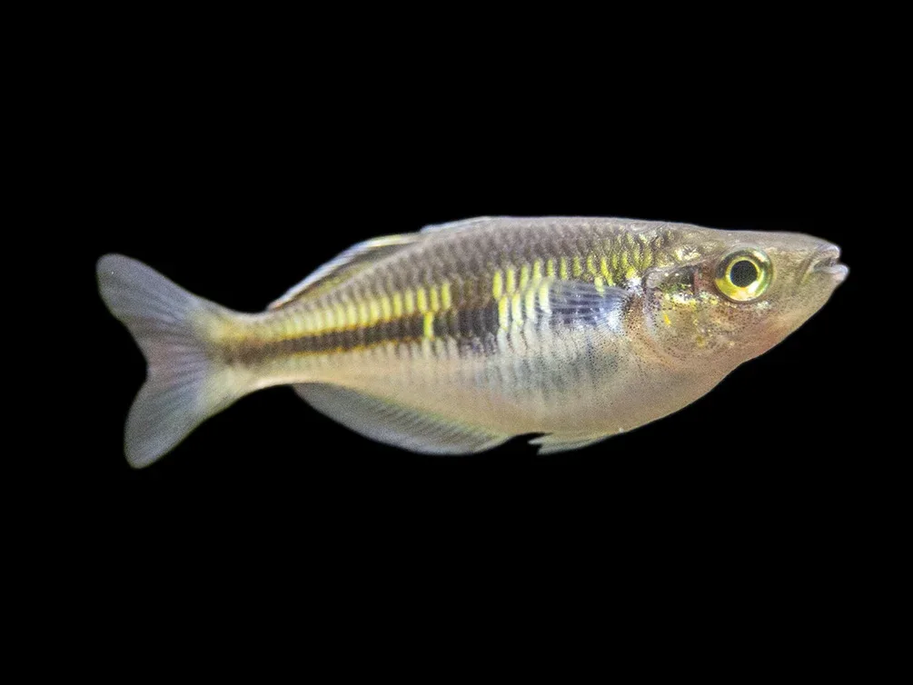 Boeseman's AKA Boesemani Rainbowfish (Melanotaenia boesemani), Tank-bred - Image 2