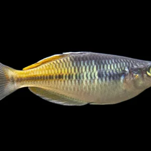 Boeseman's AKA Boesemani Rainbowfish (Melanotaenia boesemani), Tank-bred