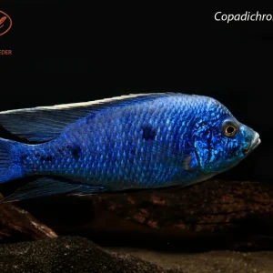 BOGO Copadichromis azureus