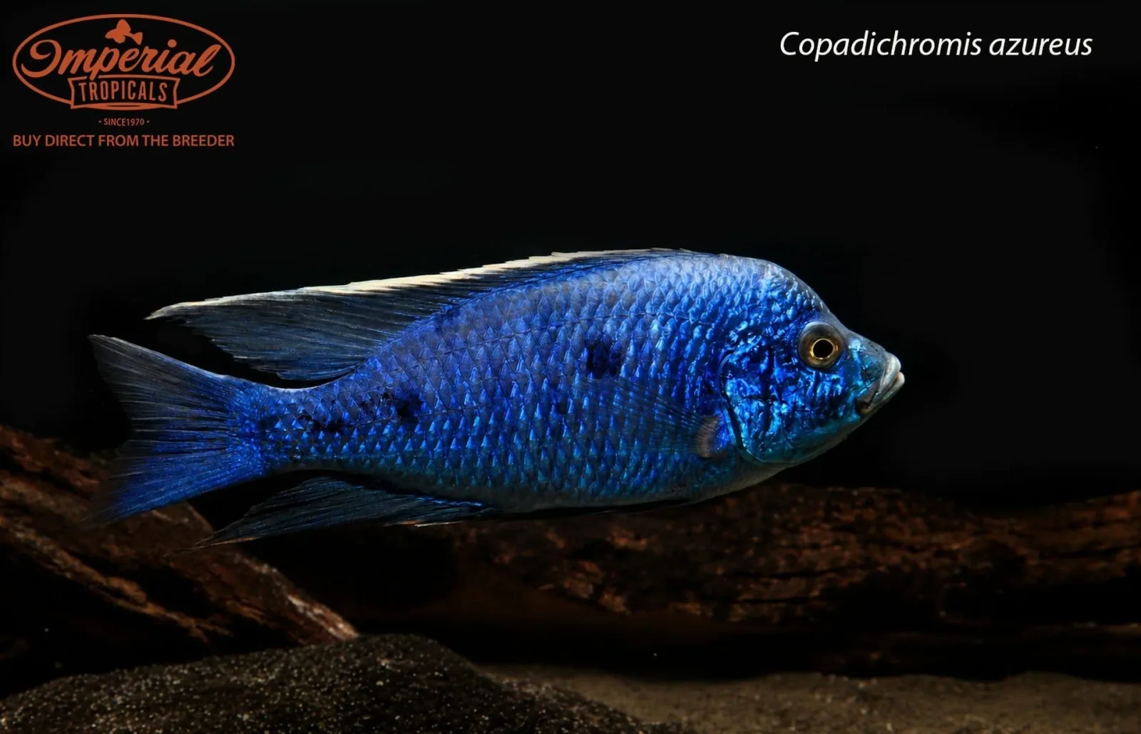 BOGO Copadichromis azureus