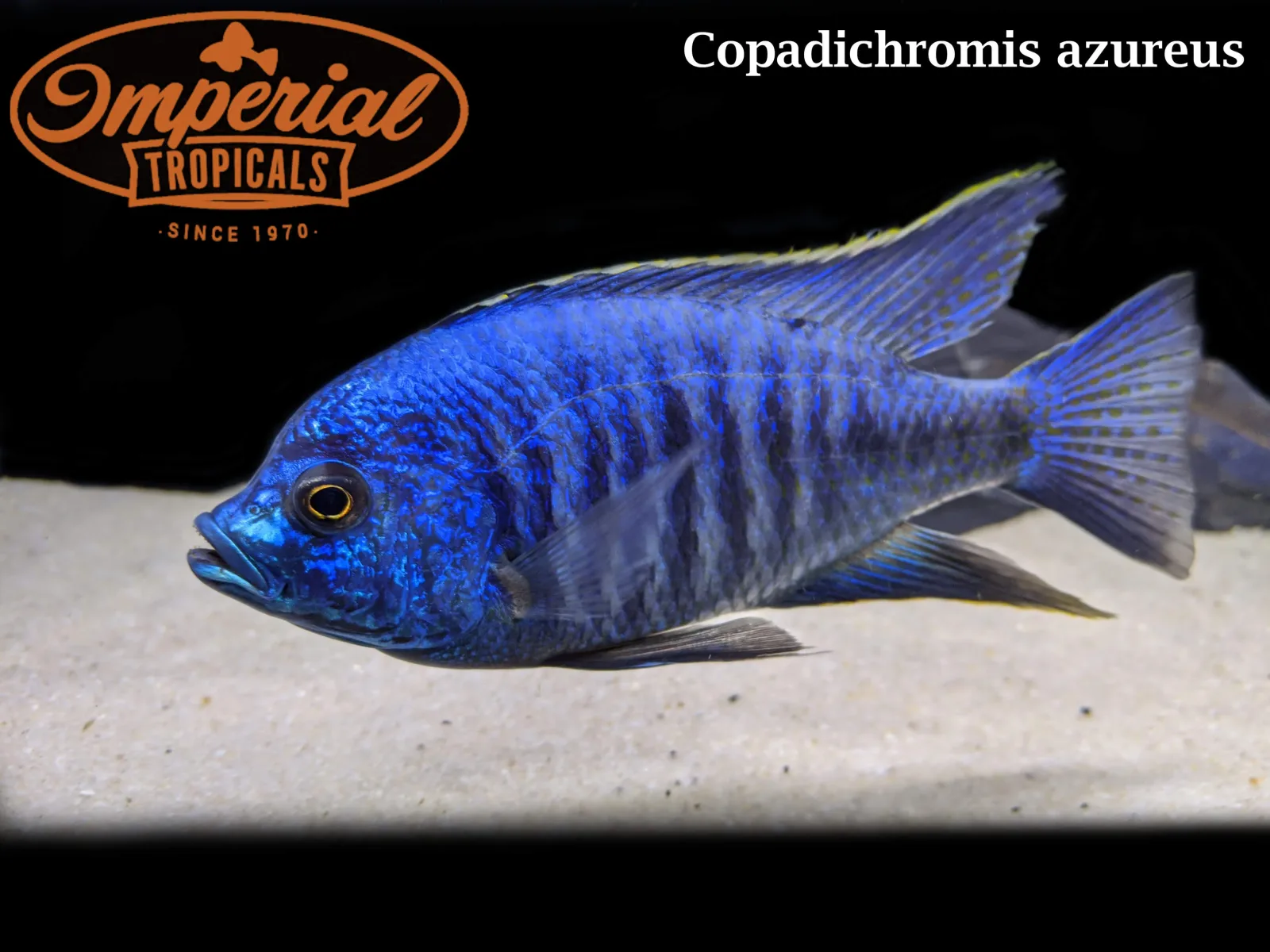 BOGO Copadichromis azureus - Image 2