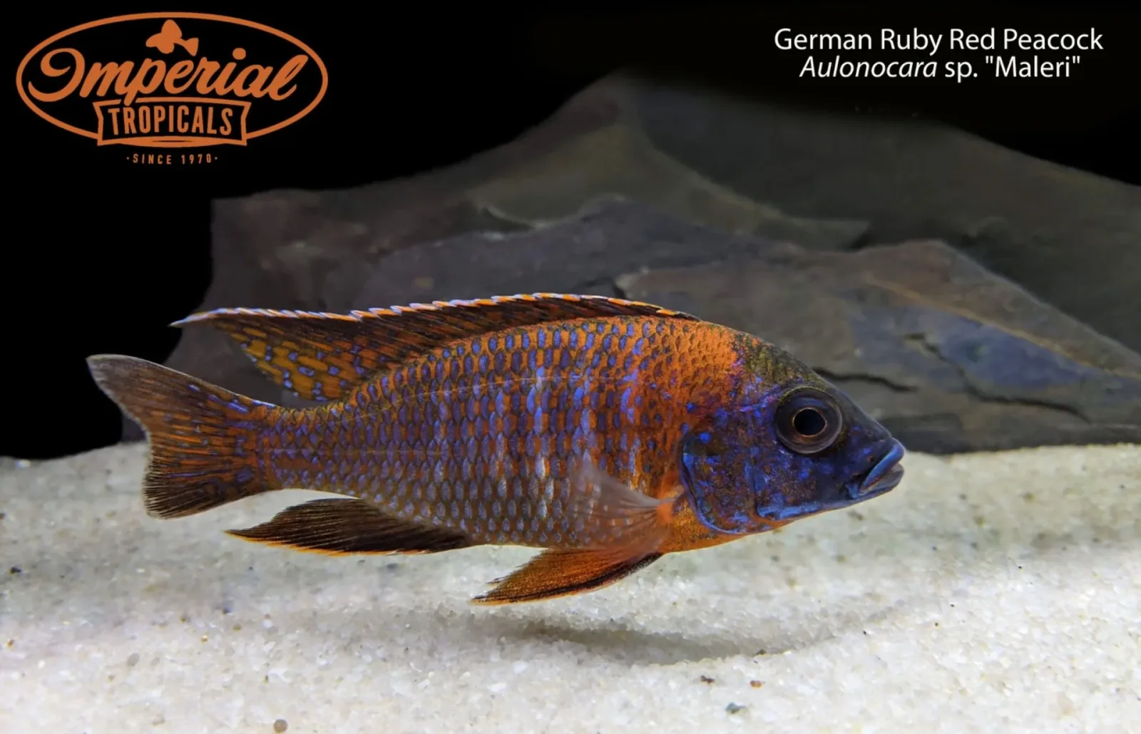 BOGO German Ruby Red Peacock (Aulonocara sp. "Maleri") - Image 2