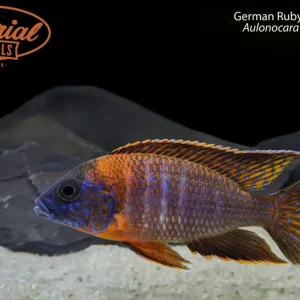 BOGO German Ruby Red Peacock (Aulonocara sp. "Maleri")