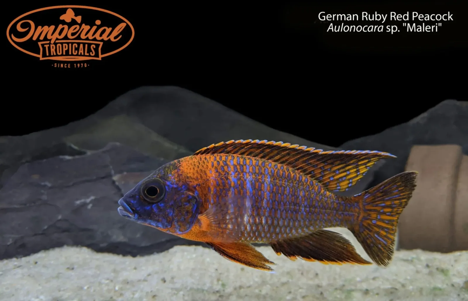 BOGO German Ruby Red Peacock (Aulonocara sp. "Maleri")