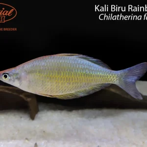BOGO Kali Biru Rainbowfish