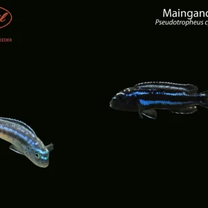 BOGO Maingano Cichlid