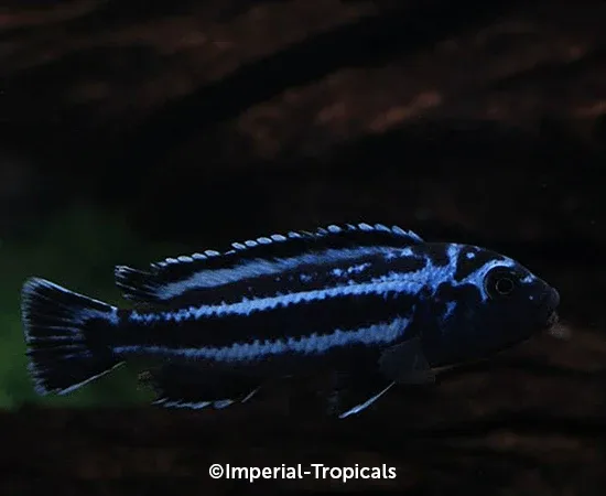 BOGO Maingano Cichlid - Image 2
