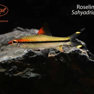BOGO Roseline Shark