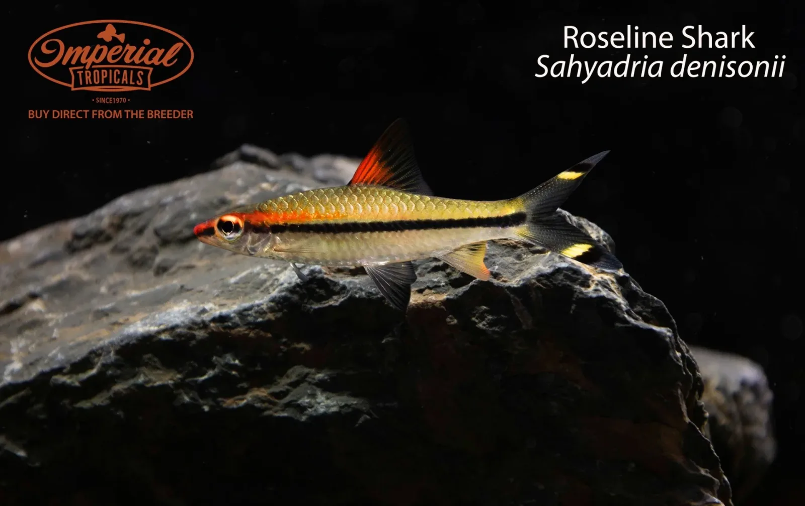 BOGO Roseline Shark