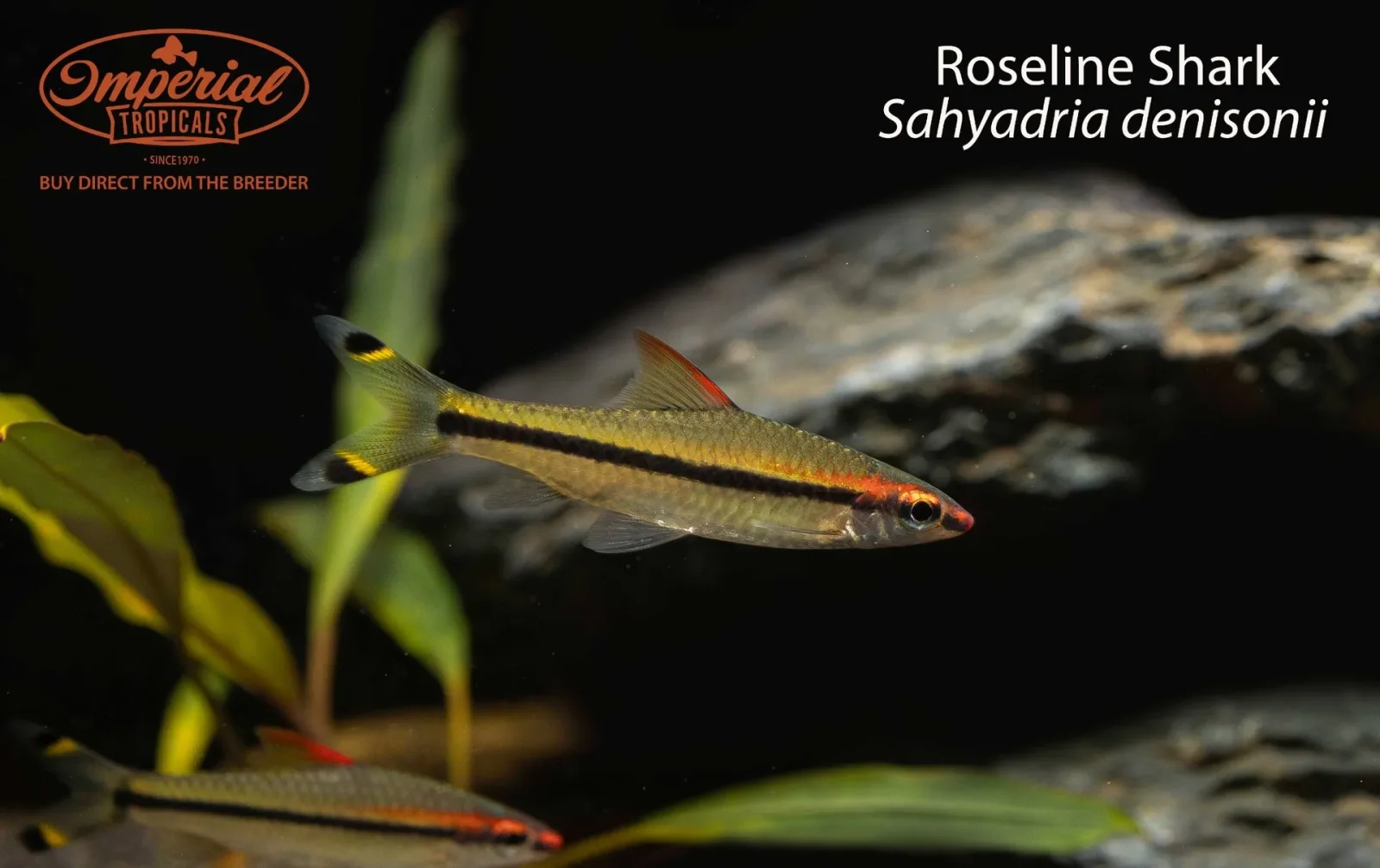 BOGO Roseline Shark - Image 2
