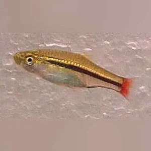 Borapetetensis Rasbora
