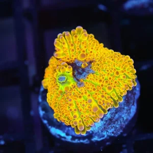 Bounce Yuma Mushroom Coral WYSIWYG - SAQ Coral Farm