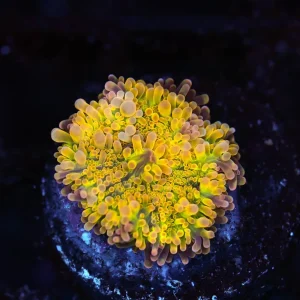 Bounce Yuma Mushroom WYSIWYG - SAQ Coral Farm