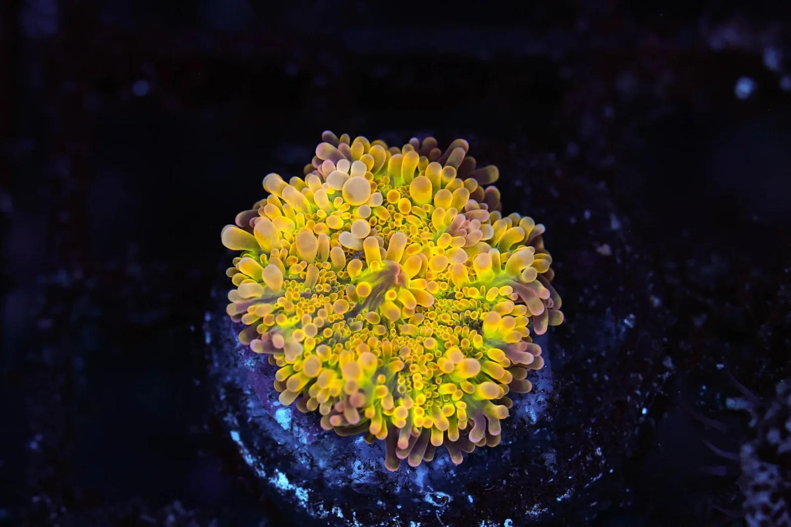 Bounce Yuma Mushroom WYSIWYG - SAQ Coral Farm