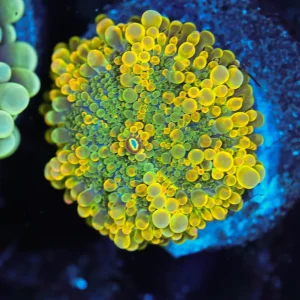 Bounce Yuma Mushroom WYSIWYG - SAQ Coral Farm