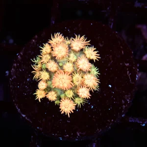 Bright Firecracker Goniopora WYSIWYG - SAQ Coral Farm