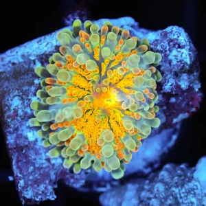 Bright Yuma WYSIWYG - SAQ Coral Farm