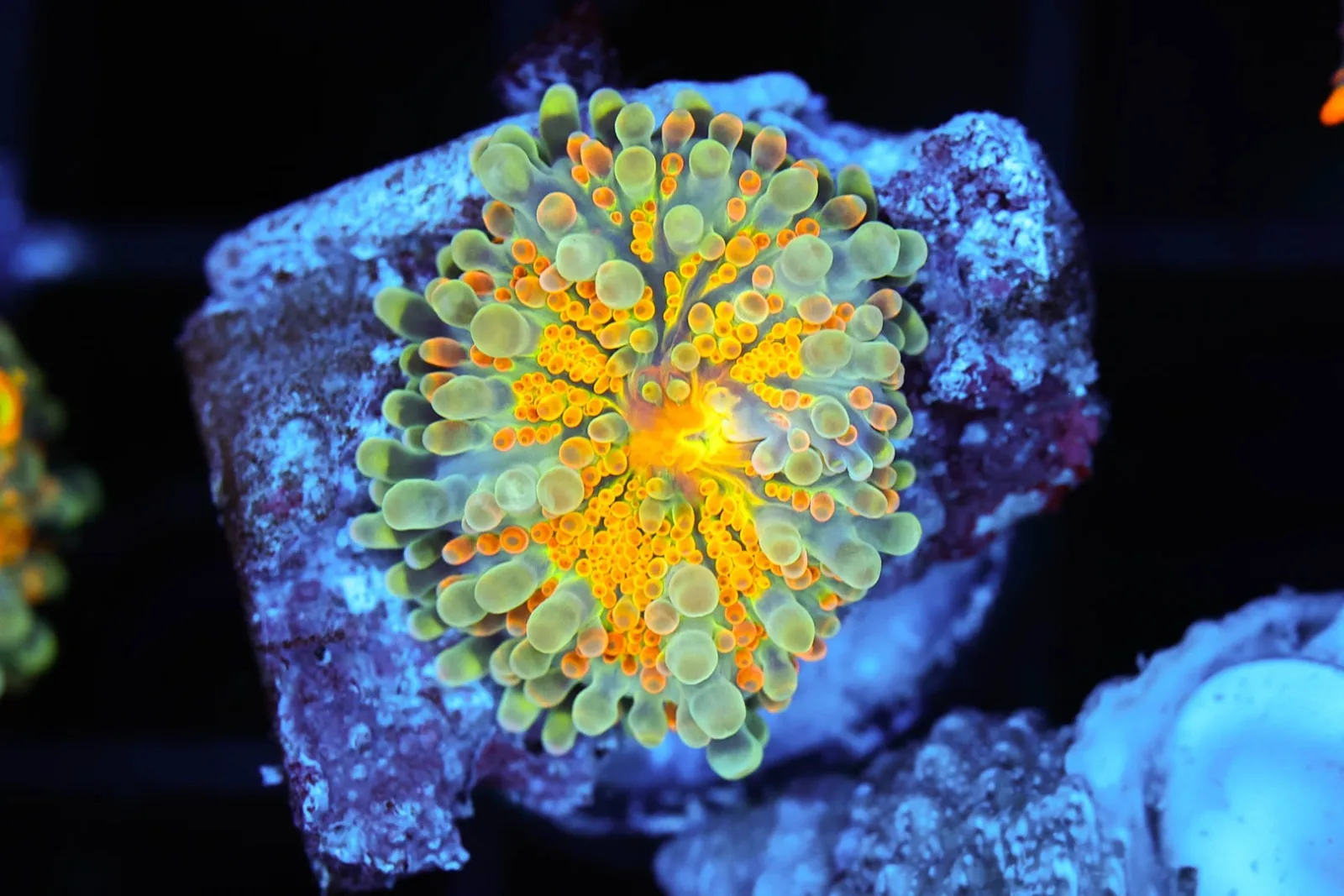 Bright Yuma WYSIWYG - SAQ Coral Farm
