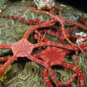 Brittle Starfish koi