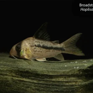Broadstriped Hoplisoma