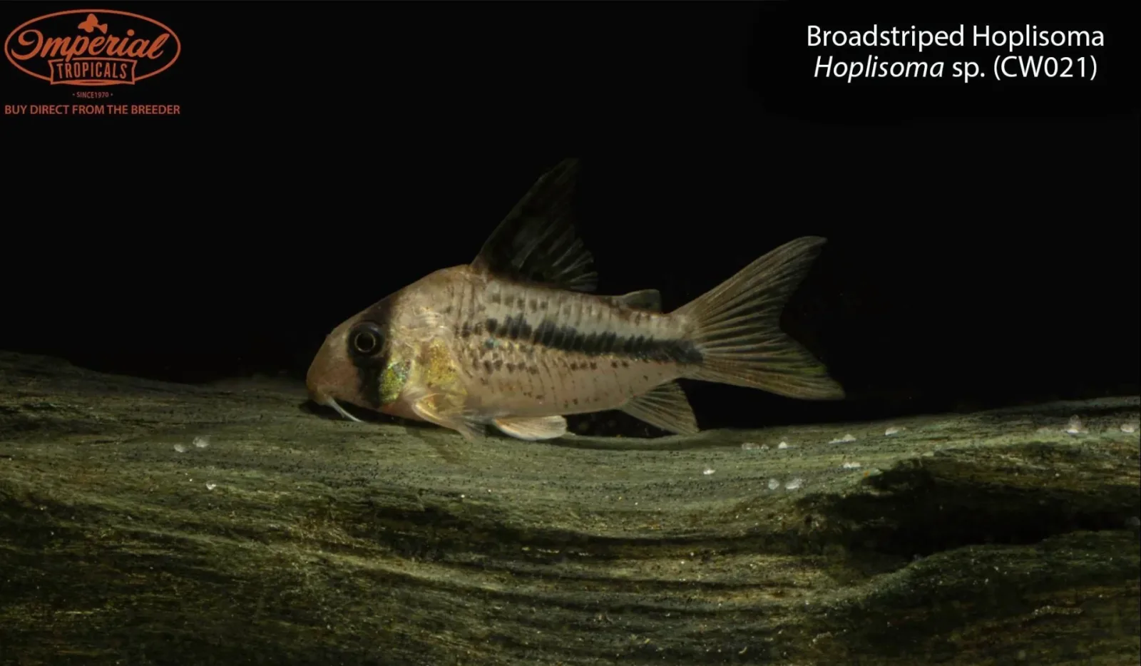 Broadstriped Hoplisoma
