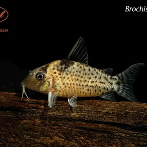 Brochis ambiacus