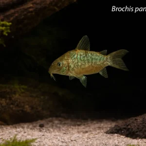 Brochis pantanalensis