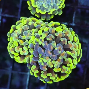 Bronze Splatter Hammer WYSIWYG - SAQ Coral Farm